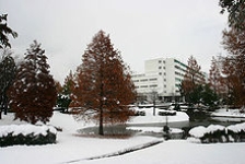 Gallery of Saburo Yamagiwa