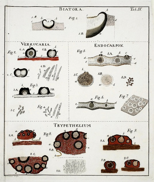 Gallery of Erik Acharius
