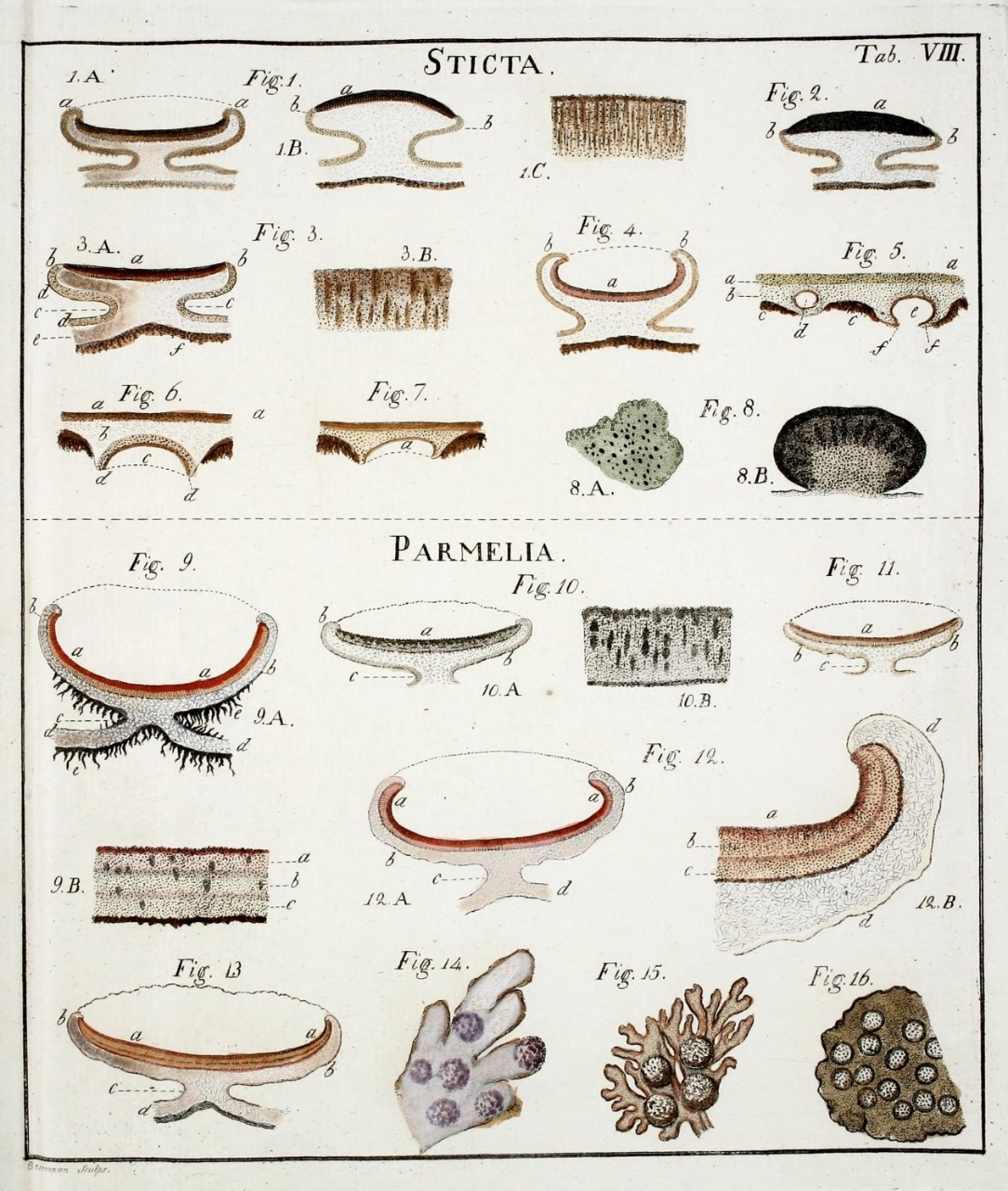 Gallery of Erik Acharius