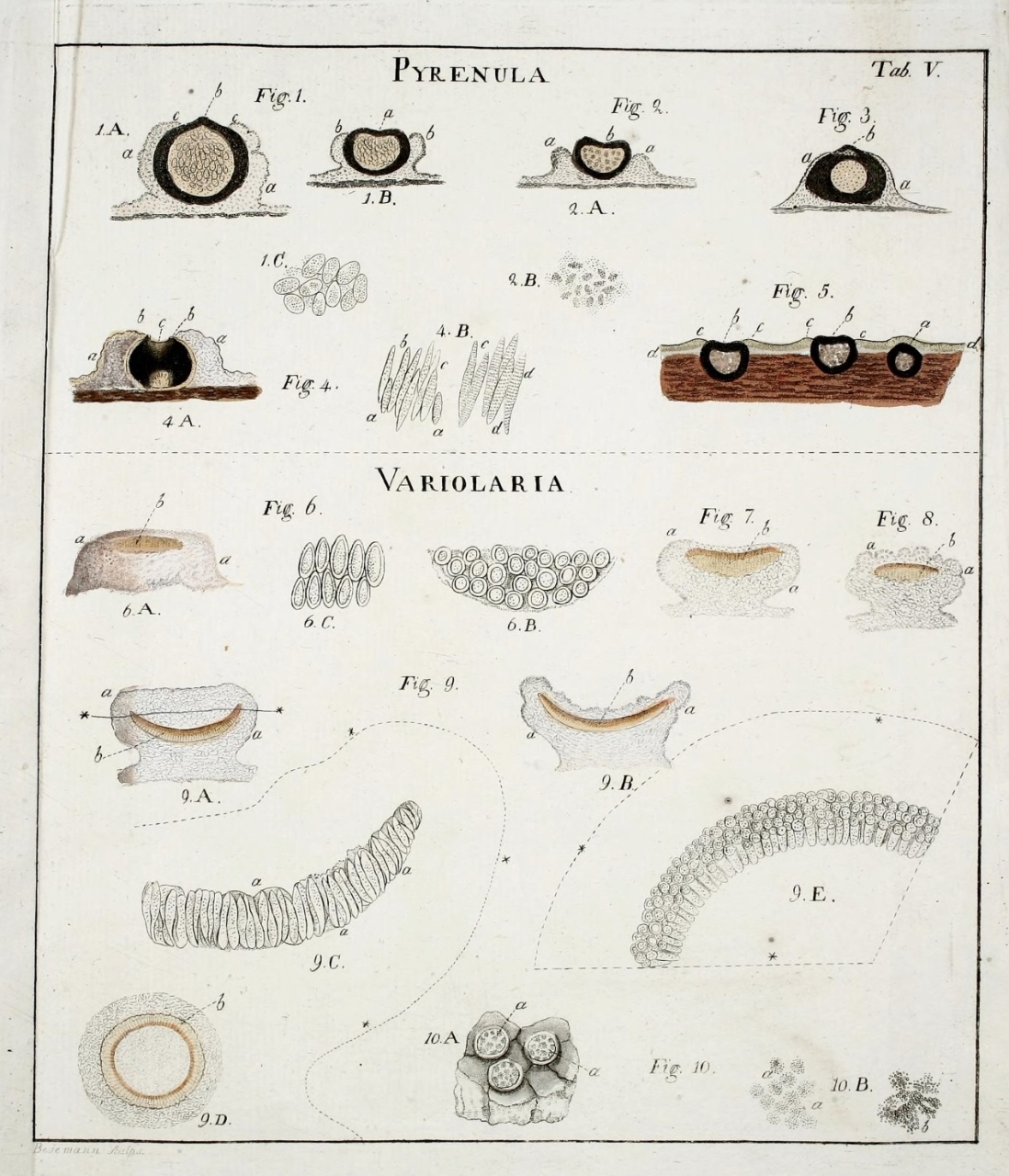 Gallery of Erik Acharius