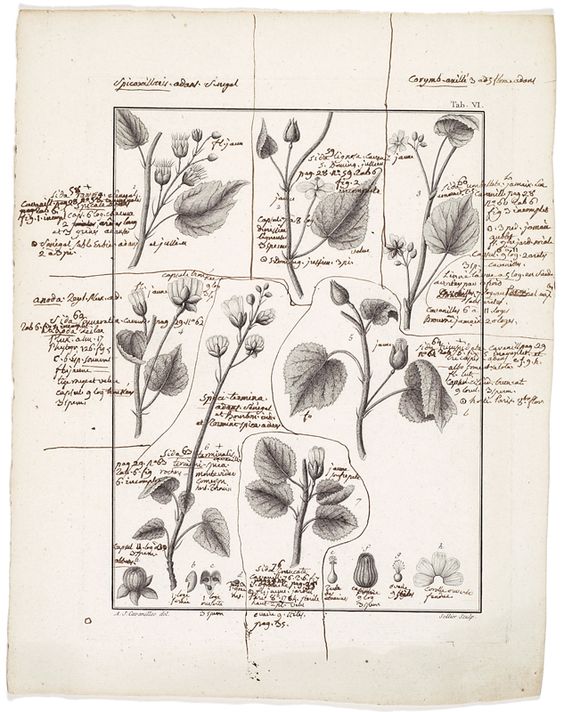 Gallery of Michel Adanson