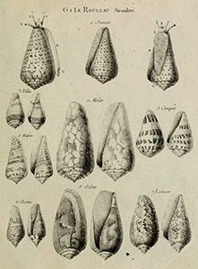 Gallery of Michel Adanson