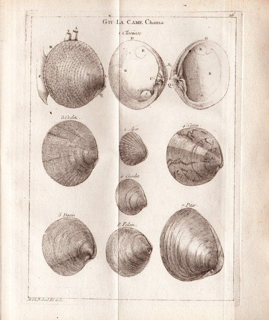 Gallery of Michel Adanson