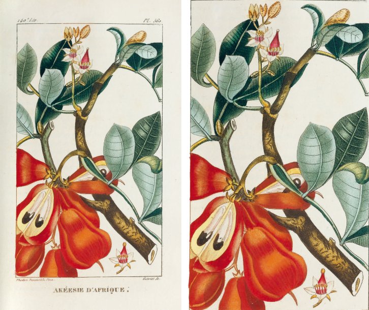 Gallery of Michel Descourtilz