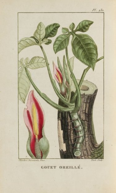 Gallery of Michel Descourtilz