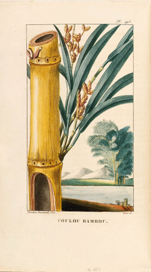 Gallery of Michel Descourtilz