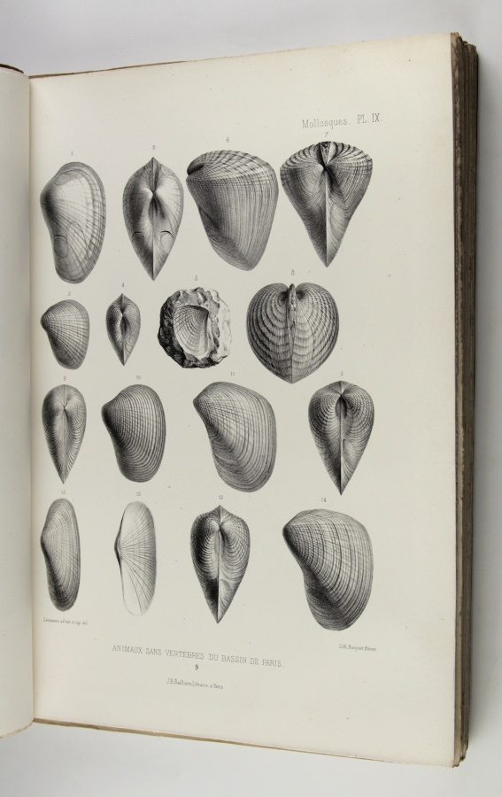 Gallery of Gérard Deshayes