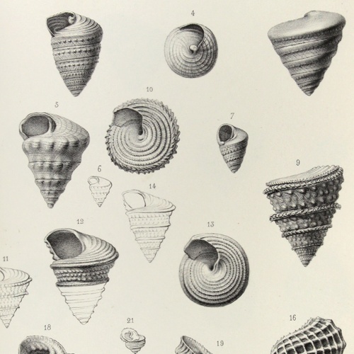 Gallery of Gérard Deshayes