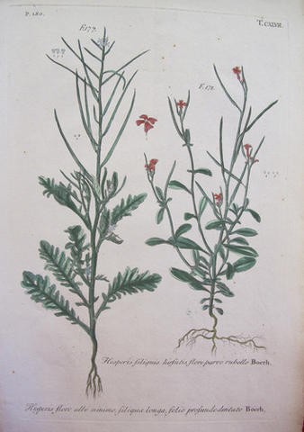 Gallery of Johann Dillenius
