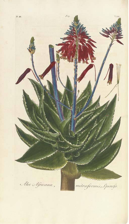 Gallery of Johann Dillenius