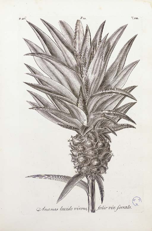 Gallery of Johann Dillenius