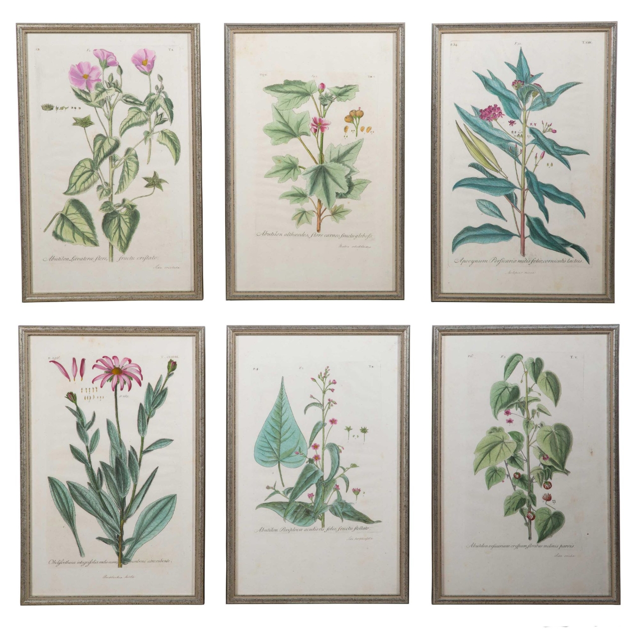 Gallery of Johann Dillenius