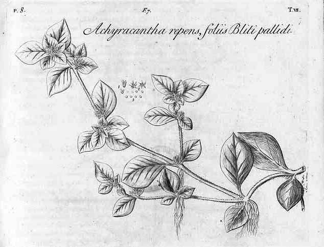 Gallery of Johann Dillenius