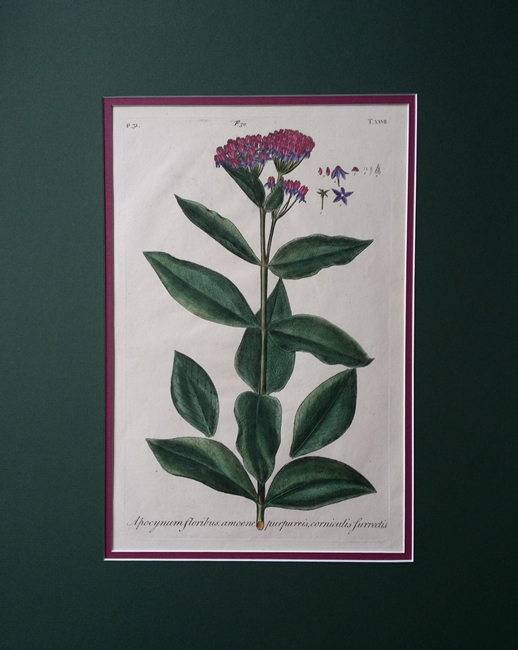 Gallery of Johann Dillenius
