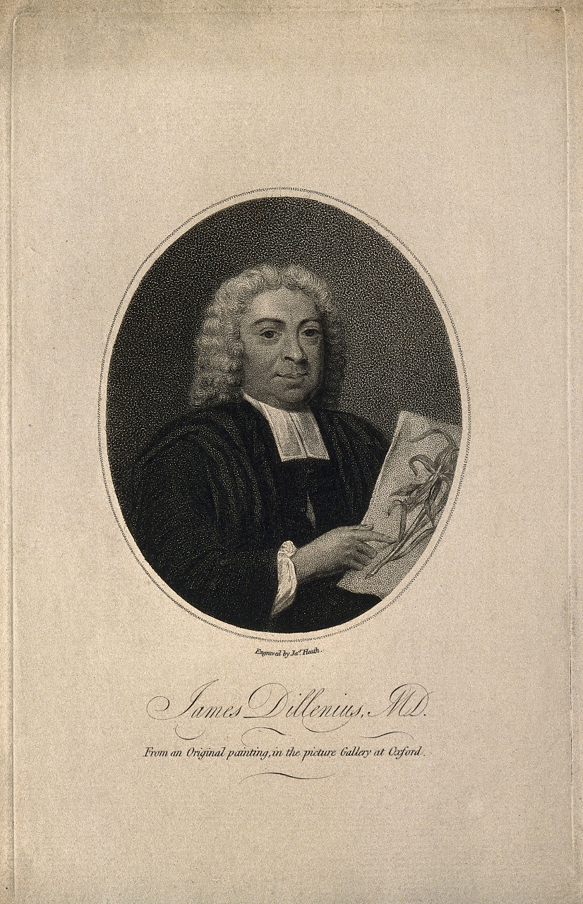 Gallery of Johann Dillenius