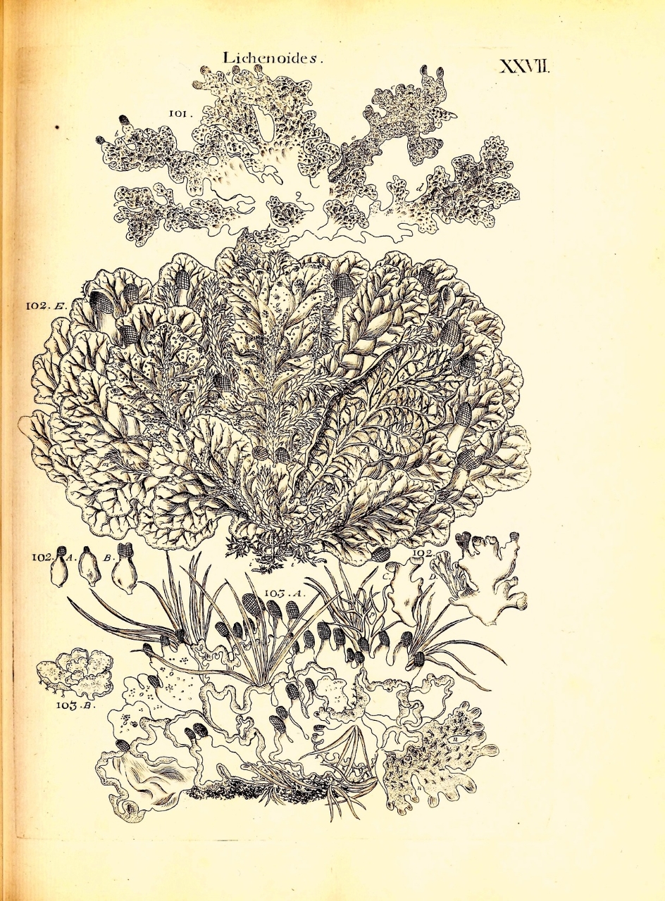 Gallery of Johann Dillenius