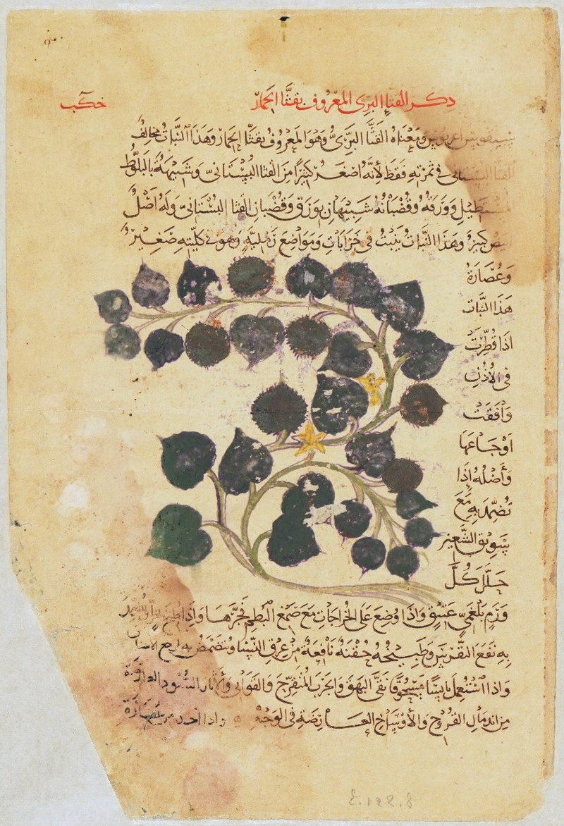 Gallery of Pedanius Dioscorides