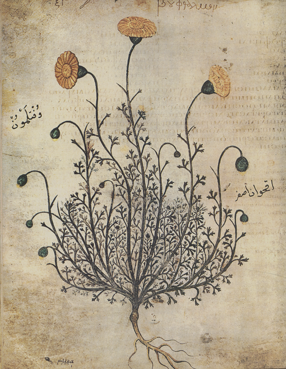 Gallery of Pedanius Dioscorides