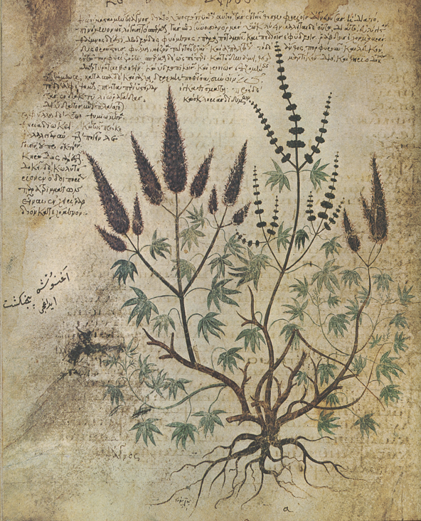 Gallery of Pedanius Dioscorides
