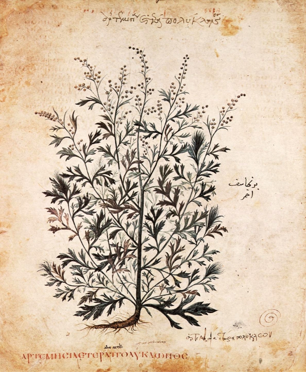 Gallery of Pedanius Dioscorides