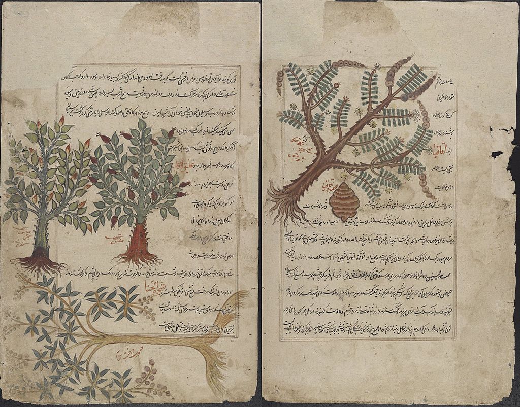 Gallery of Pedanius Dioscorides