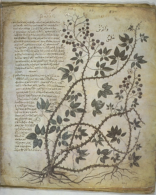 Gallery of Pedanius Dioscorides