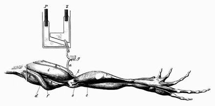 Gallery of Emil Du Bois-Reymond