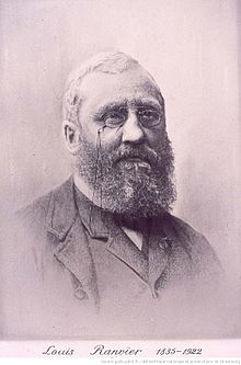 colleague: Louis-Antoine Ranvier 