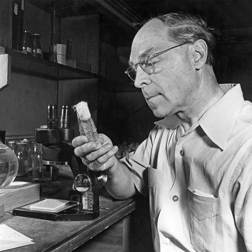 colleague: Hermann Joseph Muller 
