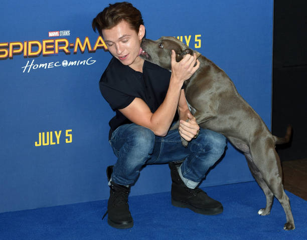 Gallery of Tom Holland