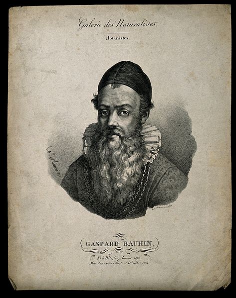 Gallery of Gaspard Bauhin
