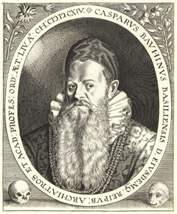 Gallery of Gaspard Bauhin