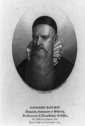 Gallery of Gaspard Bauhin