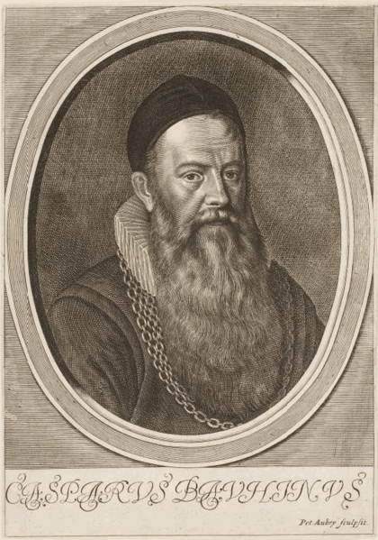 Gallery of Gaspard Bauhin