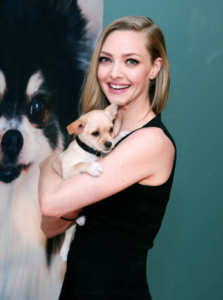 Gallery of Amanda Seyfried