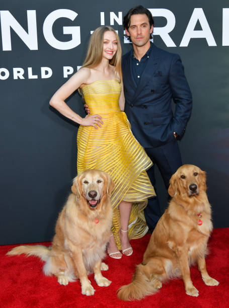Gallery of Amanda Seyfried