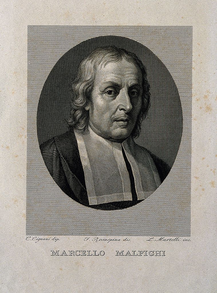Gallery of Marcello Malpighi