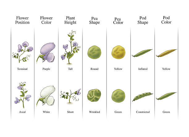 Gallery of Gregor Mendel