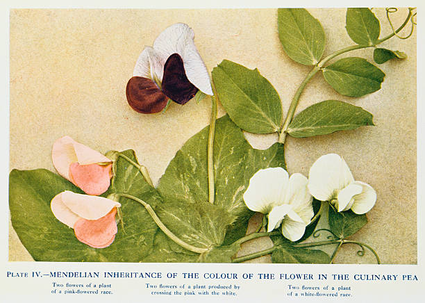 Gallery of Gregor Mendel