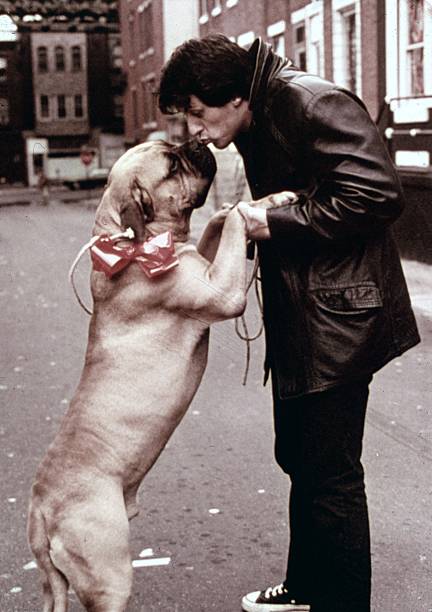 Gallery of Sylvester Stallone