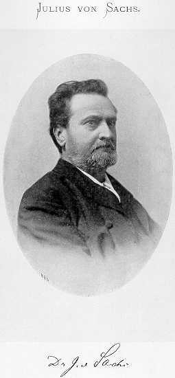 Julius Sachse