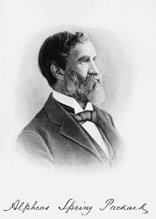 Alpheus Packard