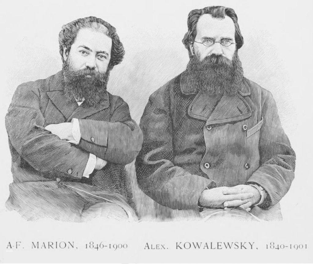 Gallery of Alexander Kovalevsky