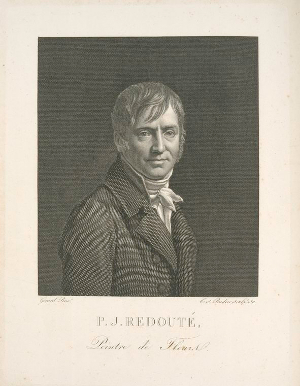 Gallery of Pierre-Joseph Redouté