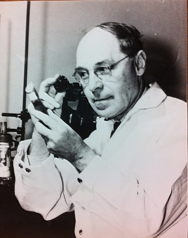 Gallery of Hermann Muller