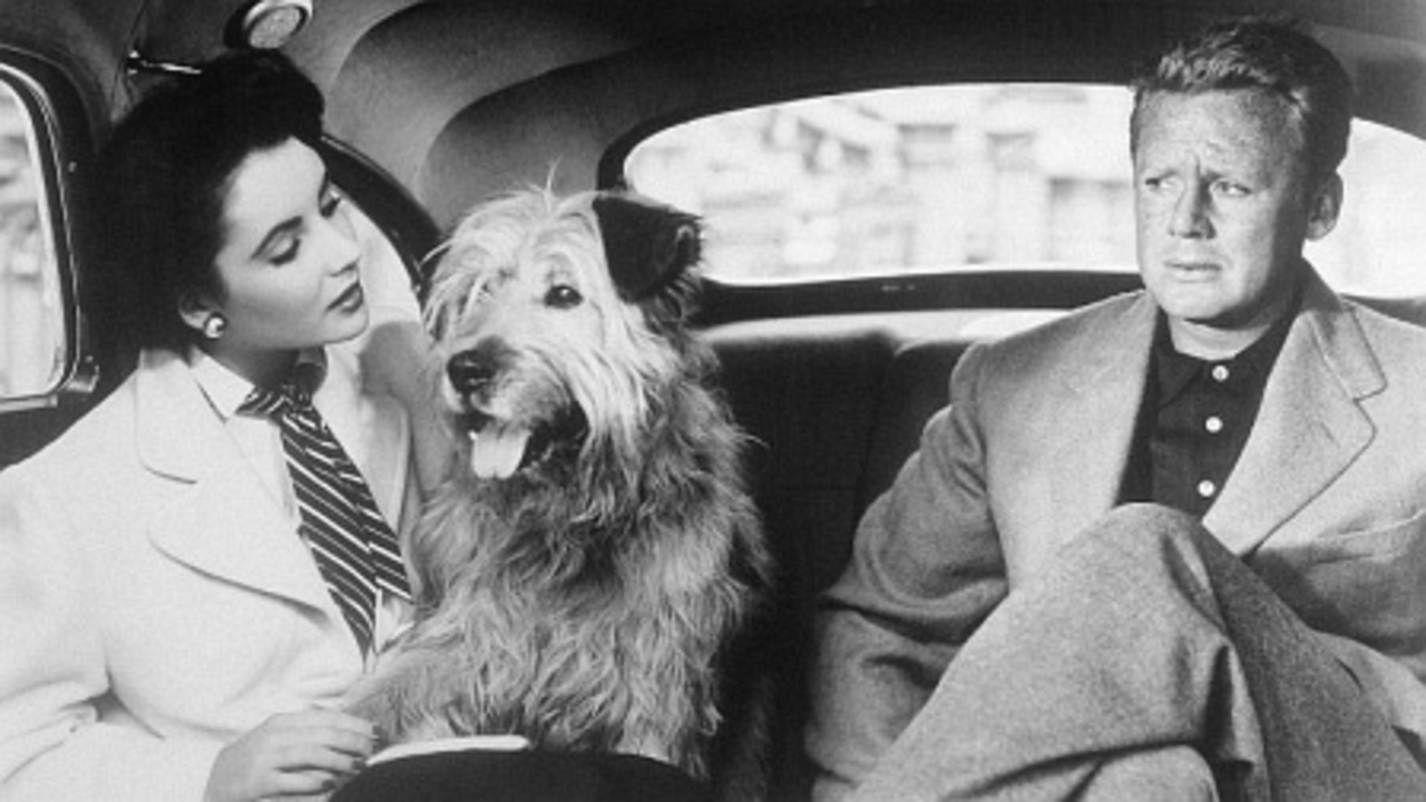 Gallery of Elizabeth Taylor