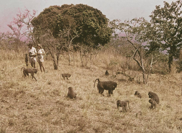 Gallery of Jane Goodall