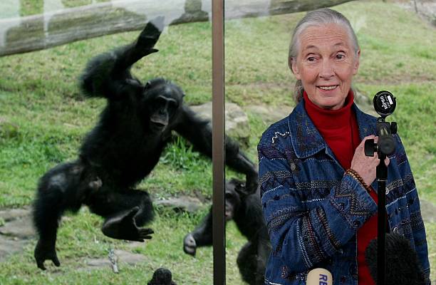 Gallery of Jane Goodall
