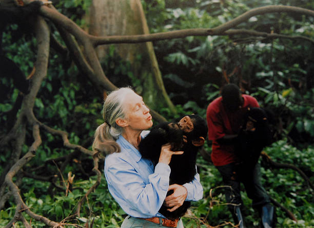 Gallery of Jane Goodall