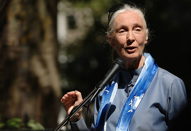 Gallery of Jane Goodall